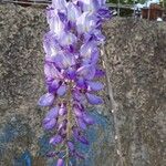 Wisteria sinensis Flower