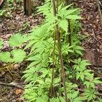 Cyclanthera pedata 葉