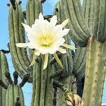 Lobivia bridgesii Floare