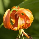 Lilium michiganense Blüte