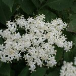 Sambucus nigraᱵᱟᱦᱟ