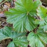 Rubus chamaemorus Ліст