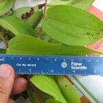 Miconia minutiflora Прочее