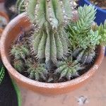 Euphorbia polygona Leaf