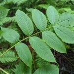 Fraxinus nigra Feuille