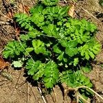 Hydrophyllum virginianum Hoja