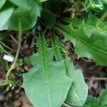Taraxacum braun-blanquetii Leaf