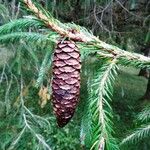 Picea brachytyla