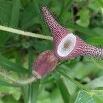 Aristolochia ridicula