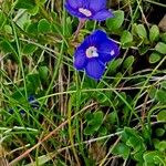Veronica fruticans Fiore