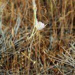 Calochortus macrocarpus Blomma