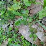 Triodanis perfoliata Hoja