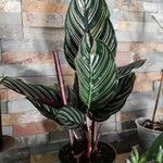 Calathea sanderiana Hoja