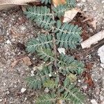 Tribulus terrestris Blatt