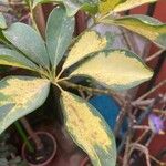 Schefflera arboricola Leaf