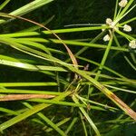 Cyperus luzulae Levél