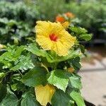 Hibiscus ovalifolius Blodyn