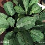Maranta cristata Hoja