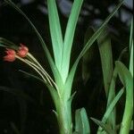 Maxillaria coccinea Flower