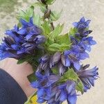 Gentiana septemfida फूल