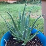 Aloe vera (L.) Burm. f.spider aloeFeuille