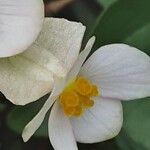 Begonia dregei Flower