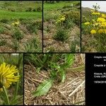 Crepis vesicaria subsp. vesicariaHabit