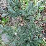 Taxus brevifolia ഇല