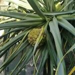 Pandanus utilis फल