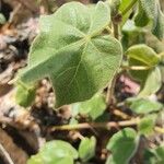 Sterculia africana Leaf