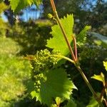 Vitis riparia Цветок