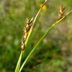 Carex austroalpina Blomst
