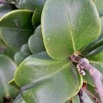 Ligustrum japonicum 葉