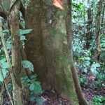 Erythrophleum suaveolens Bark