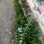 Myosotis arvensis Flor