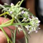 Lepidium sativum Листок