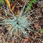 Festuca glauca Plante entière