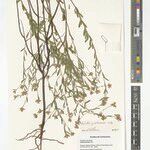 Gnidia goetzeana Otro