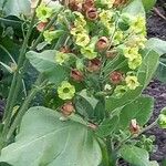 Nicotiana rustica Flor