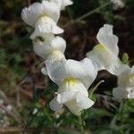 Antirrhinum majus花