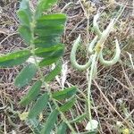Astragalus hamosus Fruit