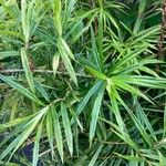 Freycinetia cumingiana Leaf