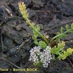 Caropsis verticillatoinundata Habitus