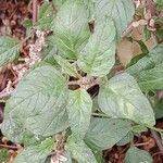 Amaranthus deflexus Feuille