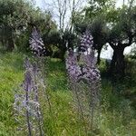 Scilla hyacinthoides Λουλούδι