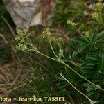 Alchemilla saxatilis Annet