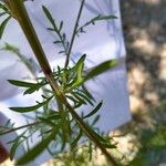 Centaurea alba Foglia