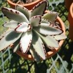 Kalanchoe tomentosaLeaf