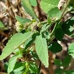 Sida rhombifolia Blatt