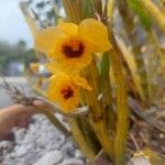 Dendrobium chrysotoxum Flower